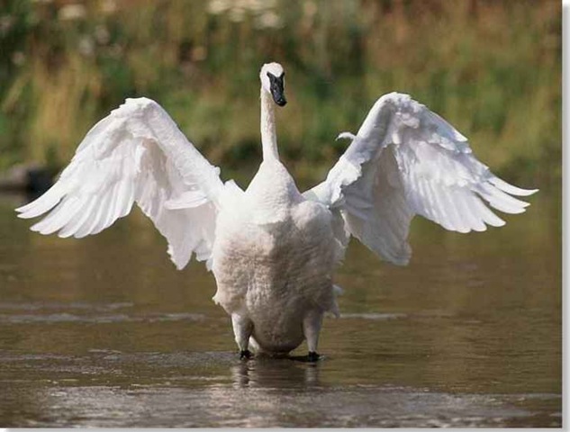 Trumpeter Swan (Birds)
